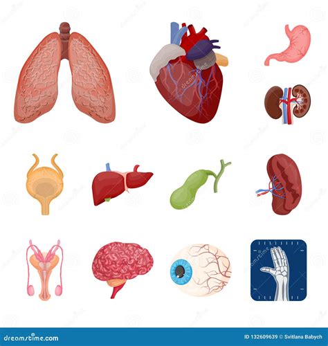 Isolated Object Of Body And Human Logo Set Of Body And Medical Stock