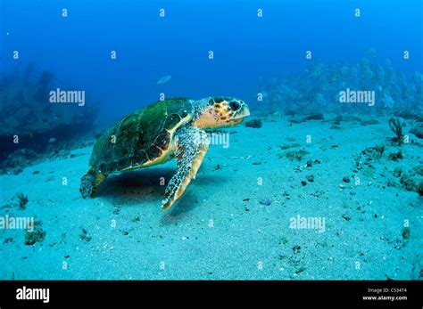 Endangered Loggerhead Sea Turtle Caretta Caretta Underwater In Palm