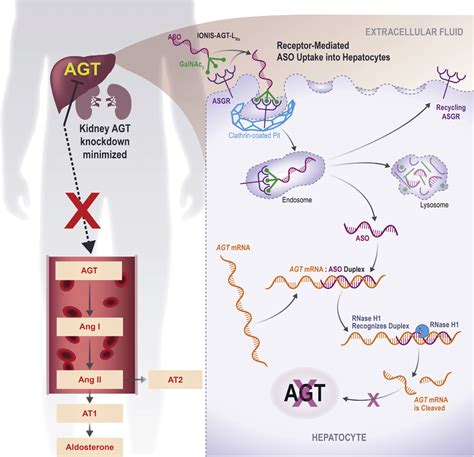 Ligand Conjugated Antisense Technology Download Scientific Diagram