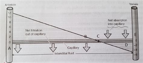 Osmotic Pressure And Hydrostatic Pressure