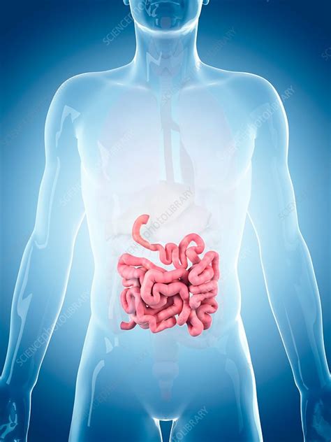 Human Small Intestine Stock Image F Science Photo Library