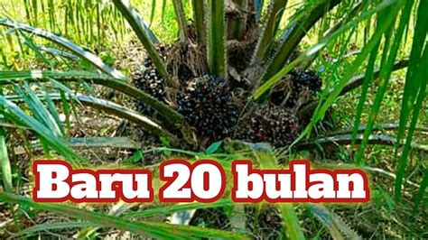 Review Bibit Sawit Tenera Umur Bulan Youtube