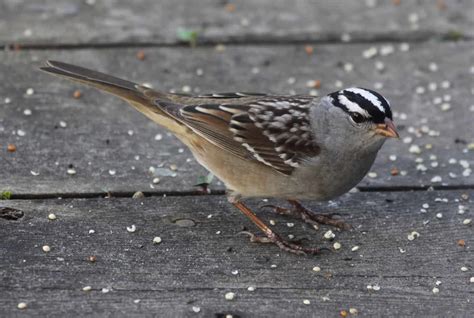 Birds That Look Like Sparrows Can You Spot The Difference