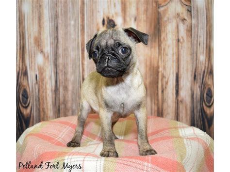 Pug Puppy Fawn Id19838 Located At Petland Fort Myers Florida