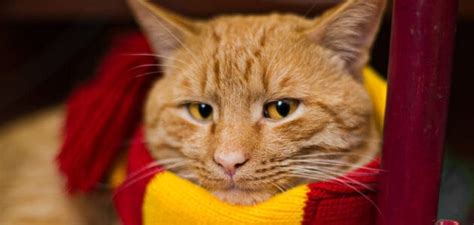 The Best Harry Potter Cat Names - 75+ Names