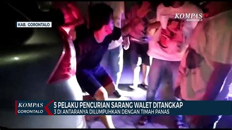 5 Pelaku Pencurian Sarang Walet Ditangkap 3 Dilumpuhkan Dengan Timah