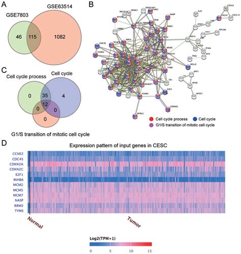 Mcm Is A Key Gene In Cervical Cancer A A Total Of Upregulated