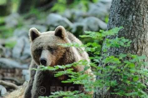 Eric D Rr Photographie Les Dents De L Ours