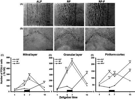 Fos Expression In The Mob And Piriform Cortex Photomicrographs Of Download Scientific Diagram