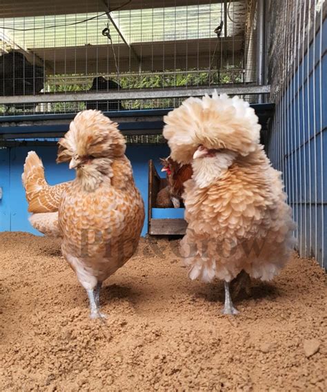 Frizzle Chicken And Egg Faq Pip And Grow