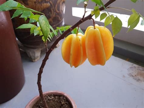 Mphmi Live Plant Nursery Ncr Live Plant Star Fruit Kamrakh Herbal Semi