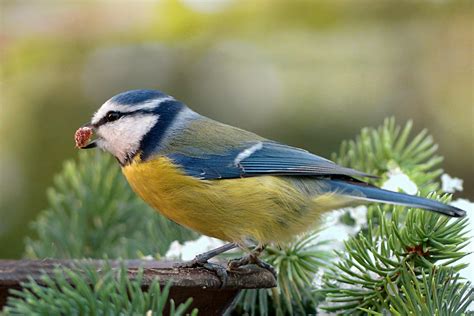 Gratis Afbeeldingen Tak Winter Dier Wildlife Bek Tuin Fauna