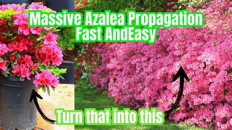 How To Propagate Azaleas From Cuttings Fast And Easy Save