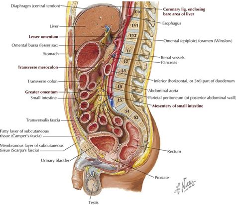 Abdomen Basicmedical Key