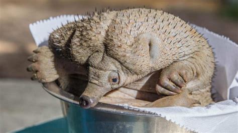 Perth Zoo in echidna breeding world first | SBS News