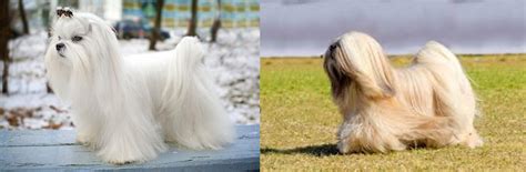 Maltese Vs Lhasa Apso Breed Comparison Mydogbreeds