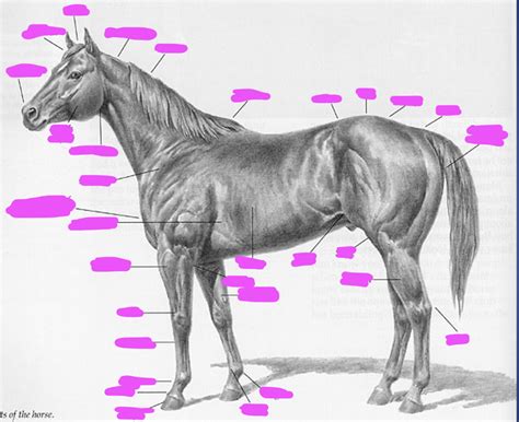 Horse Anatomy Diagram Quizlet