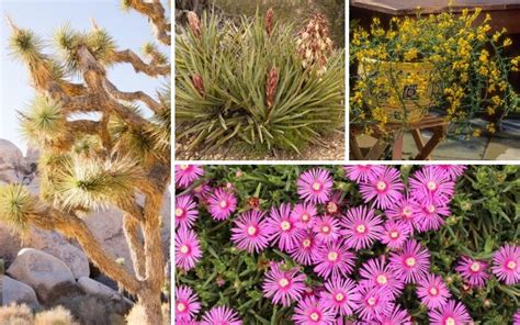 Utah Drought Tolerant Plants Garden Lovers Club