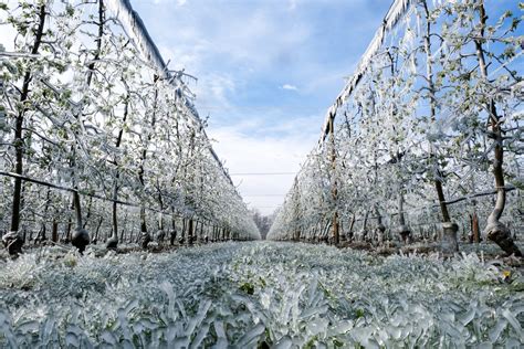 marko kudec iz hodosana uspio je spasiti svoj vocnjak