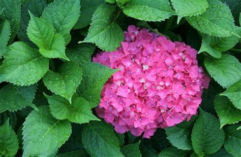 Plantas De Exterior Para Todo El A O Resistentes Al Sol Y Al Frio