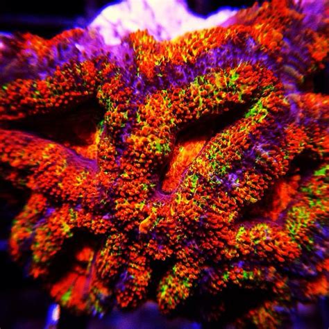 Acan Coral Underwater World Reef Tank Water Life