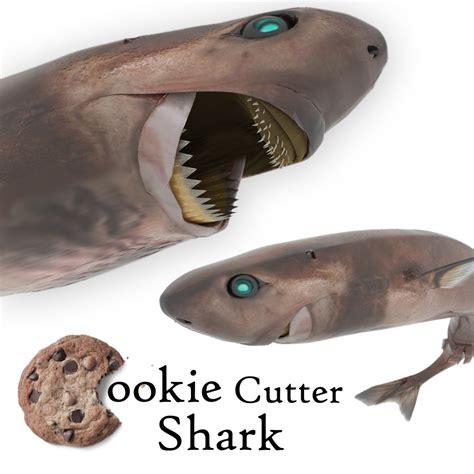 Cookie Cutter Shark 3d Model Turbosquid 1186719