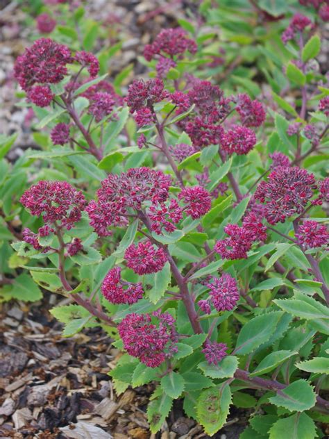 Hylotelephium Telephium Fabaria The Beth Chatto Gardens