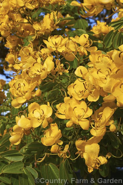 Senna Corymbosa John Ball Photo At Pictures Of Plants Stock Image Library