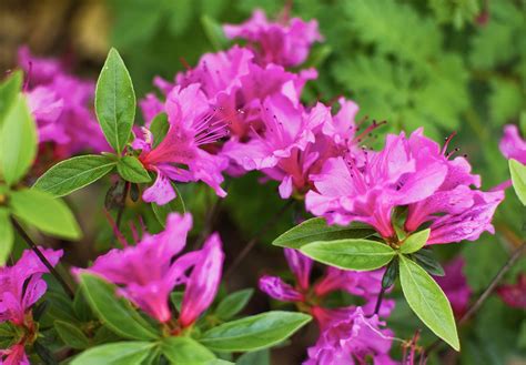 Flowering Bushes Shop Cityofclovis Org