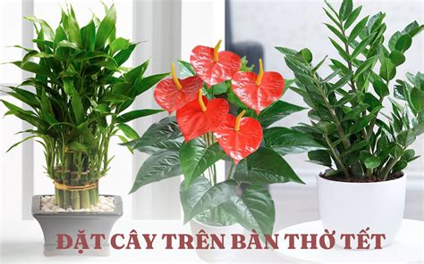 CÂy ChƯng TrÊn BÀn ThỜ Tin Tức Mới Nhất 5 Loại Cây Chưng Bàn Thờ Dịp