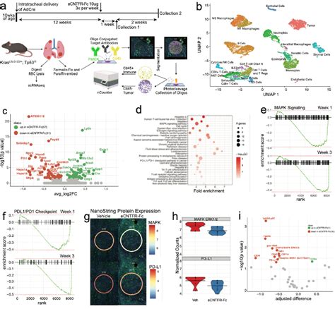 Figure 1 From The CLCF1 CNTFR Axis Drives An Immunosuppressive Tumor