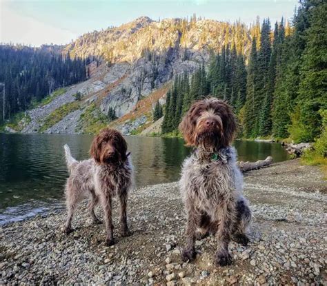 Fun Facts About Wirehaired Pointing Griffon