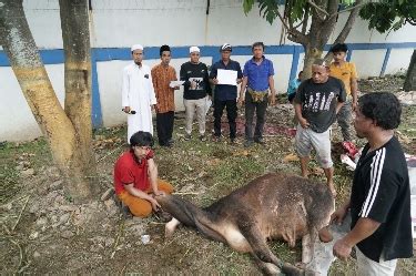 Rayakan Idul Adha Pelindo Regional Panjang Sembelih Ekor Dan