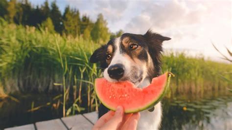 Can dogs eat fruit? 9 healthy fruit options for dogs