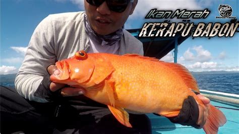 Mancing Kerapu Merah Babon Spot Reb Part II YouTube