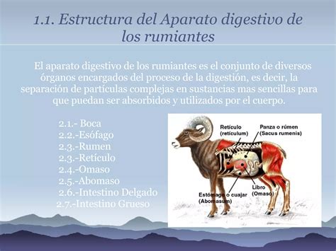 Aparato Digestivo De Los Rumiantes PPT Descarga Gratuita