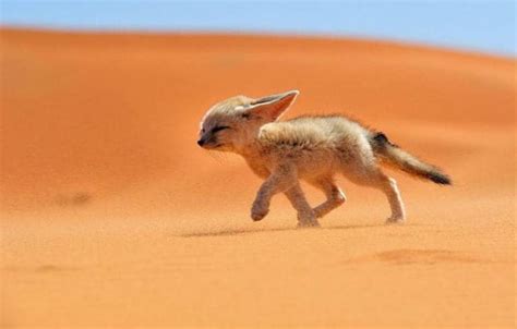 22 Breathtaking Wildlife Pictures Of Beautiful Foxes Freeyork