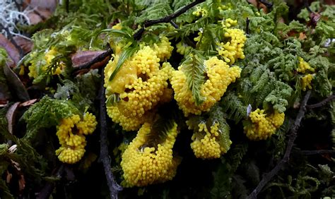 Physarum Polycephalum Slime Mound Physarum Polycephalum Flickr