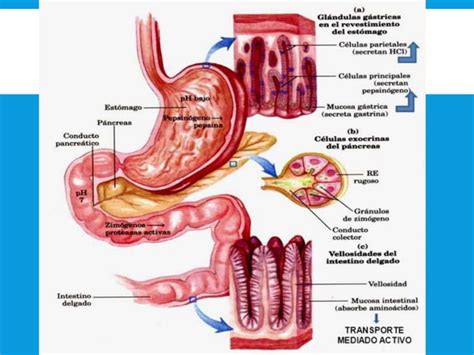 Absorci N Nutrientes Ppt