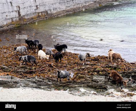 Sheep eating seaweed, North Ronaldsay, Orkney Stock Photo - Alamy