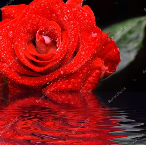 Red Rose With Water Droplets Stock Photo Pshenichka