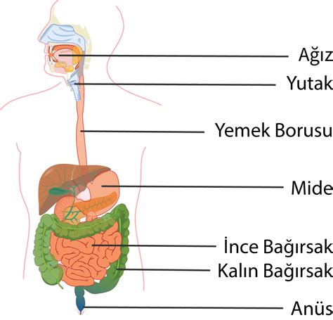 V Cudumuzdak S Stemler Testped A Fen Ansiklopedisi