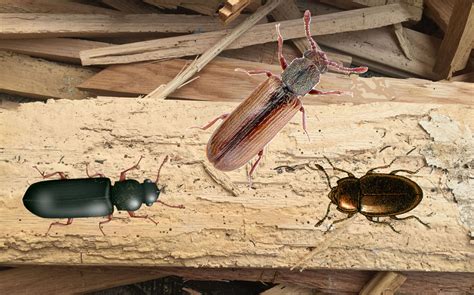 Powder Post Beetle Floor