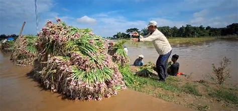 2 339 Hektare Tanaman Bawang Merah Puso Akibat Banjir Kerugian Ratusan