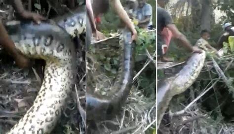 VÍDEO Moradores capturam e matam cobra gigante em Penalva Portal Matraca