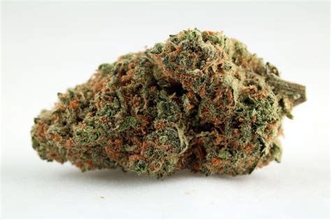 Skunk #1 A Hybrid Strain That Brings Together the Best Landraces ...