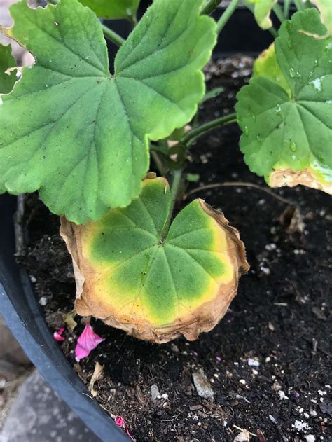 Why Your Geranium Leaves Are Turning Yellow And Solutions Gardening