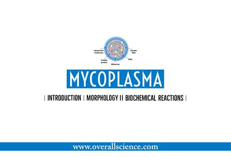 Mycoplasma Introduction Morphology And Biochemical Reactions