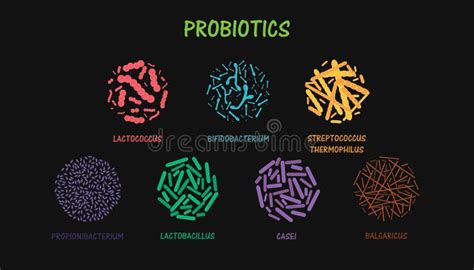 Probiotic Bacteria Set Microscope View Of Gut Flora Microorganisms