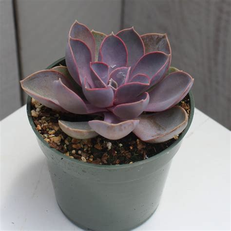 Echeveria Purple Pearl Succulent Gardens